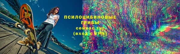 прущие грибы Новозыбков